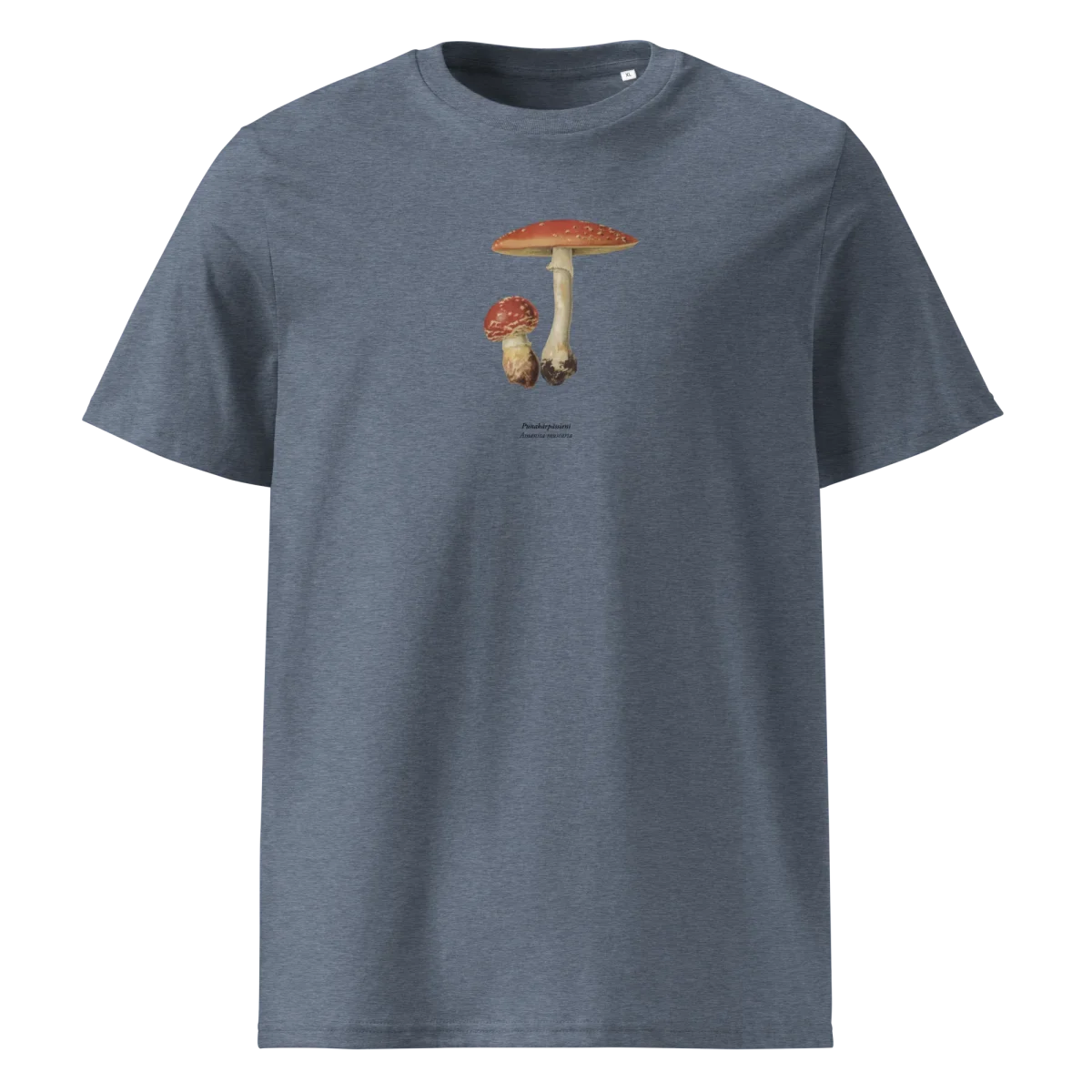 Punakärpässieni, Amanita muscaria - Image 7
