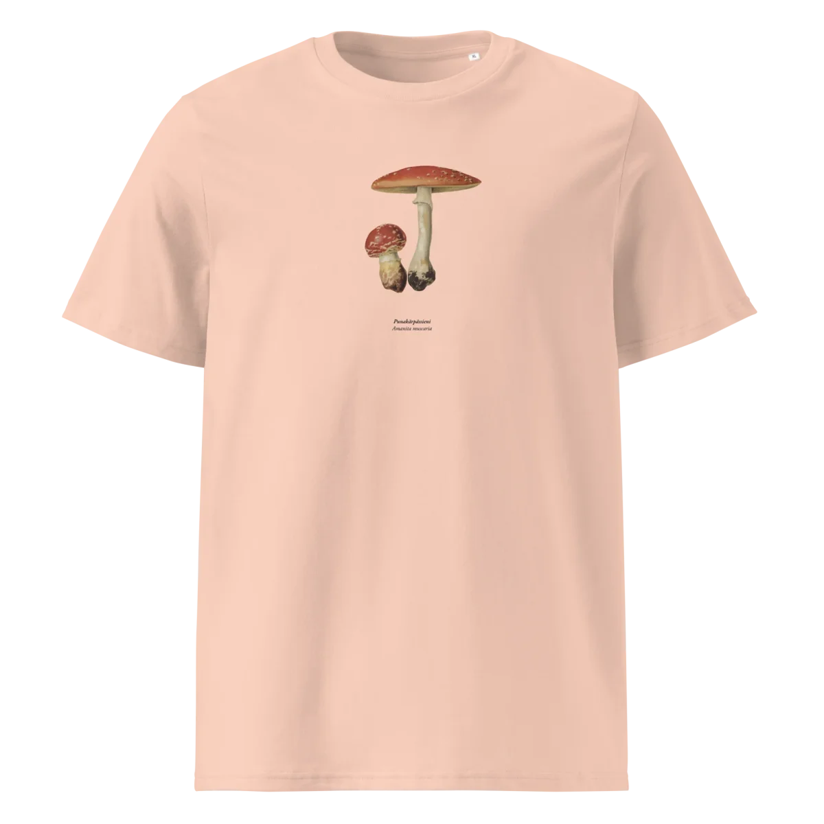 Punakärpässieni, Amanita muscaria - Image 8