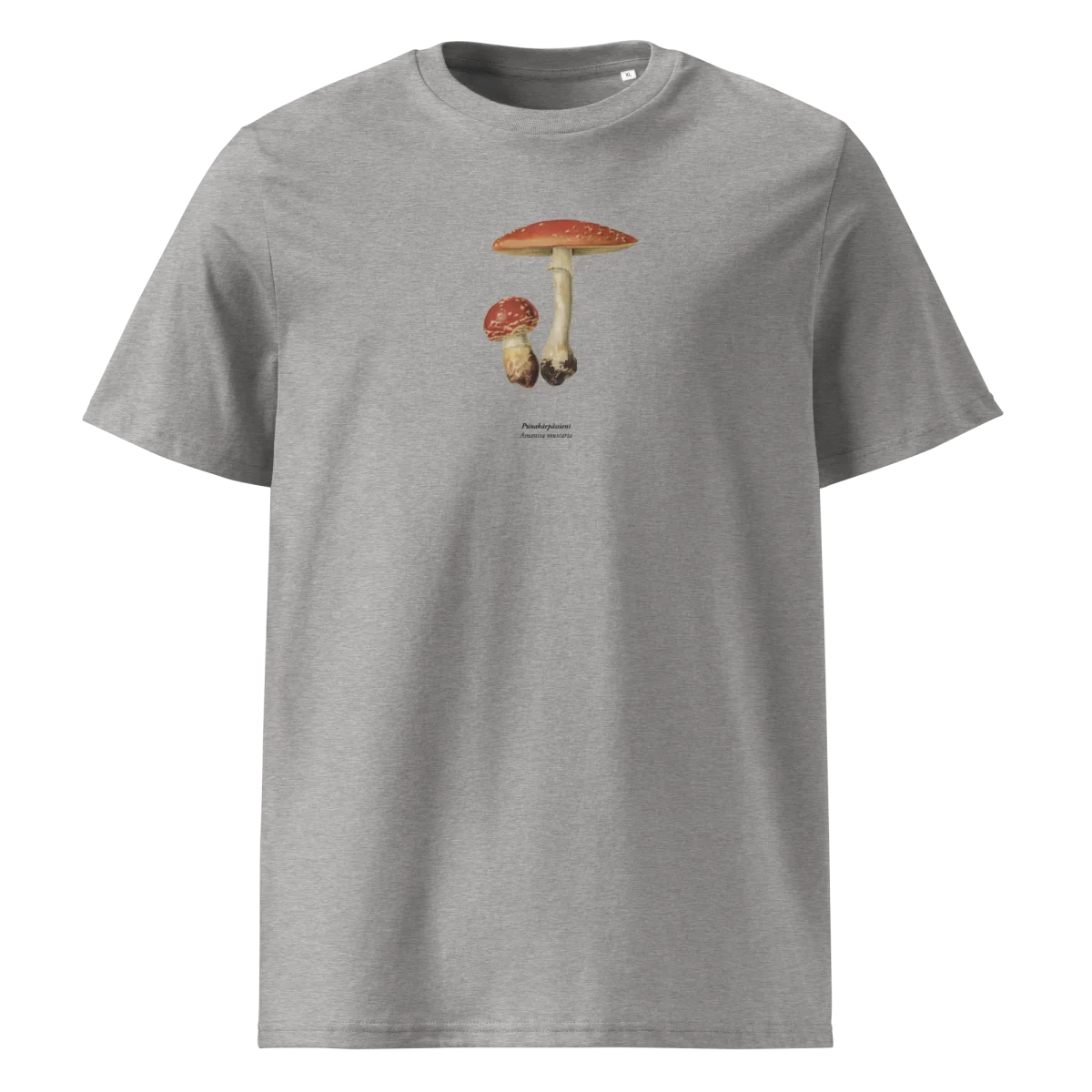 Punakärpässieni, Amanita muscaria - Image 5