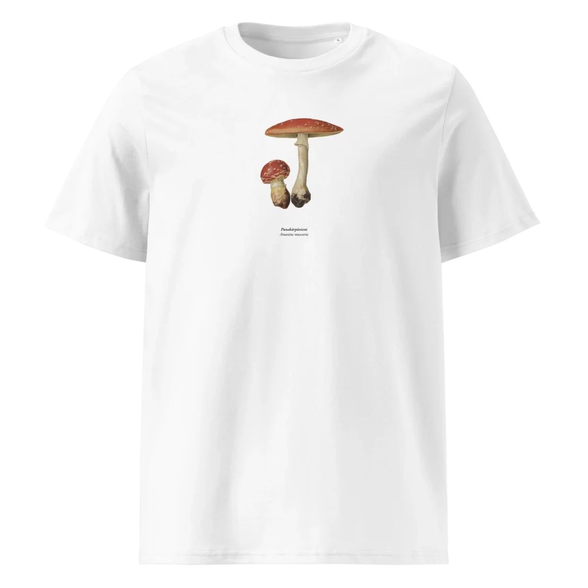 Punakärpässieni, Amanita muscaria - Image 2