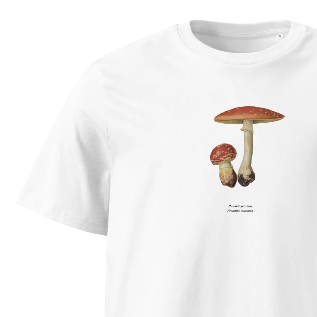 Punakärpässieni, Amanita muscaria - Image 3